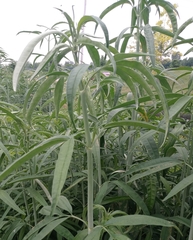 Coreopsis tripteris