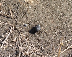 Pimelia bipunctata papii