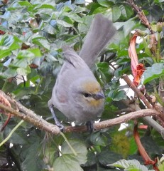 Auriparus flaviceps