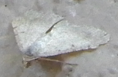 Digrammia pallidata