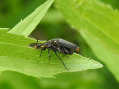 Podabrus rugosulus