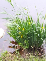 Iris pseudacorus
