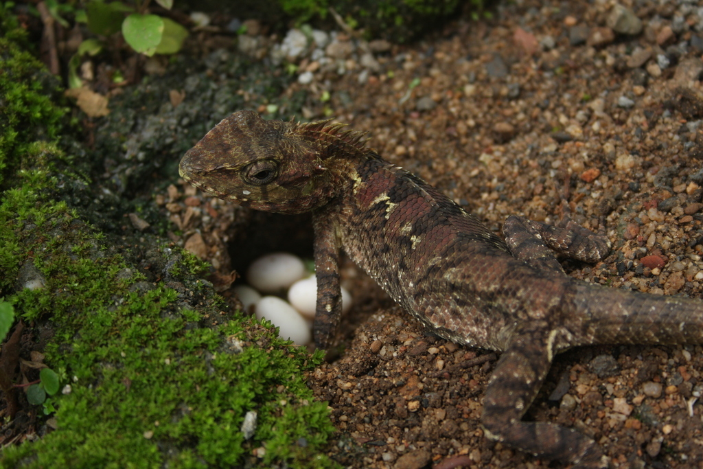 Siamese Blue Crested Lizard