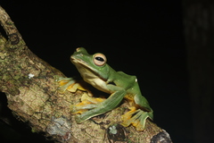 Rhacophorus kio
