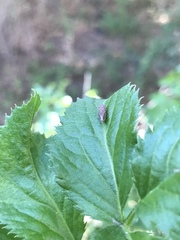 Graphocephala confluens