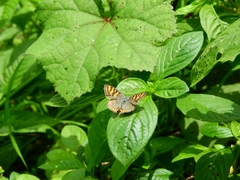 Cigaritis schistacea