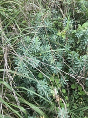 Euphorbia glauca
