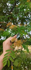 Sorbus aucuparia