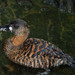 White-backed Duck - Photo (c) Danny Barron, some rights reserved (CC BY-NC-ND)