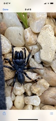 Sphodros atlanticus