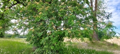 Sorbus aucuparia