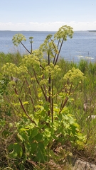 Angelica archangelica litoralis