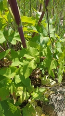 Angelica archangelica litoralis