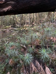 Dawsonia