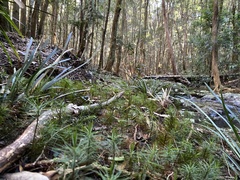 Dawsonia