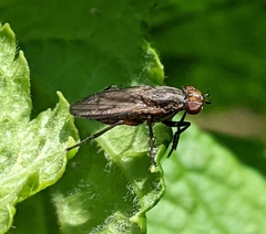 Pherbellia cinerella