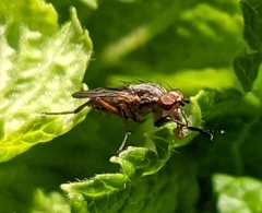 Pherbellia cinerella