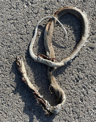 Masticophis flagellum testaceus