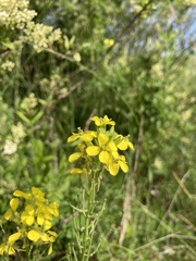 Erysimum odoratum