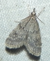 Scoparia penumbralis