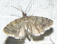 Scoparia penumbralis