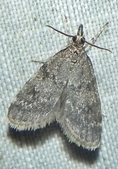 Scoparia penumbralis