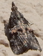 Satole ligniperdalis