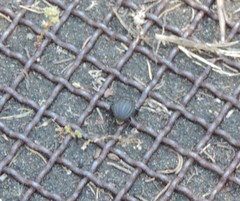 Pimelia bipunctata papii