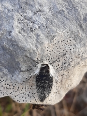Lycia alpina