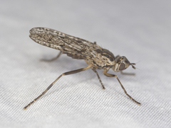 Boreothrinax shewelli