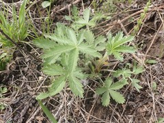 Potentilla intermedia