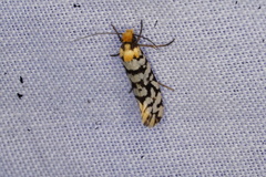 Moerarchis clathrata