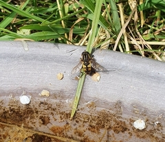 Helophilus pendulus
