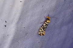 Moerarchis clathrata