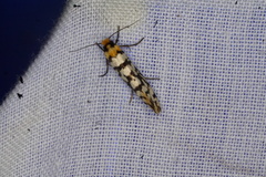 Moerarchis clathrata