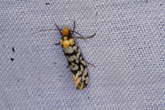 Moerarchis clathrata