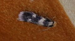 Etainia sericopeza