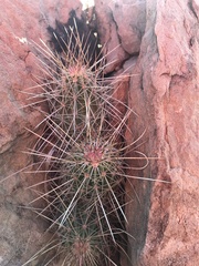 Echinocereus stramineus