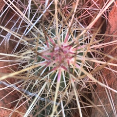 Echinocereus stramineus