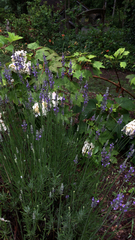 Lavandula angustifolia