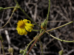 Osteospermum pinnatilobatum