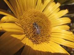Halictus concinnus