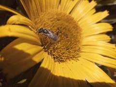 Halictus concinnus