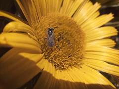 Halictus concinnus