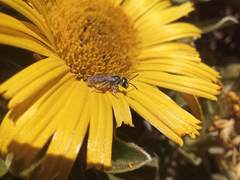 Halictus concinnus
