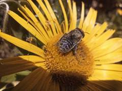 Megachile binominata