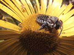 Megachile binominata