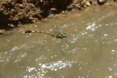 Phaenandrogomphus asthenes
