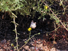 Osteospermum pinnatilobatum
