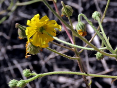 Osteospermum pinnatilobatum